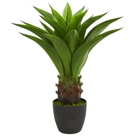 30" Potted Agave Plant
